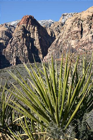 Red Rock Canyon near Las Vegas Img_5743.jpg (60 k)