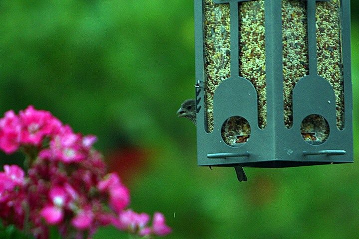 Birds around our birdfeeder img_9877.jpg (124 k)