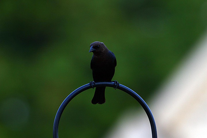 Birds around our birdfeeder img_9909.jpg (62 k)