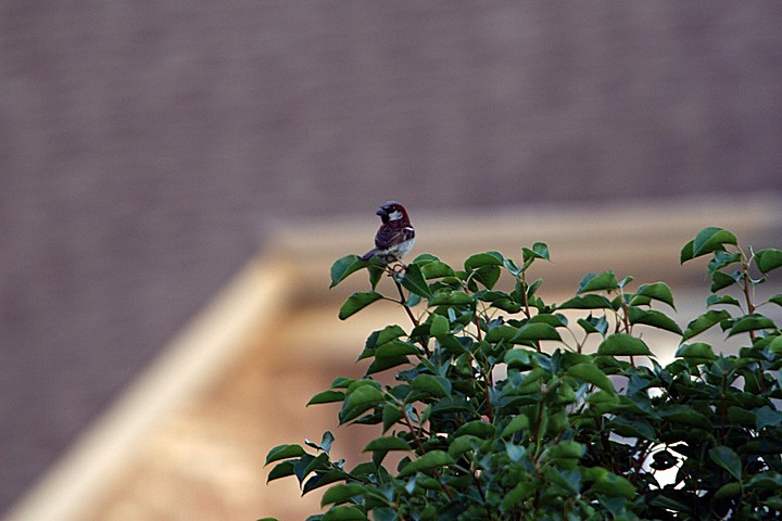 Birds around our birdfeeder img_9911.jpg (101 k)